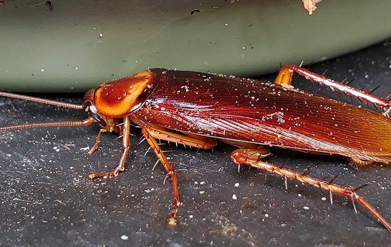American Roaches In Jacksonville Are A Tricky Mess Trads Pest Control