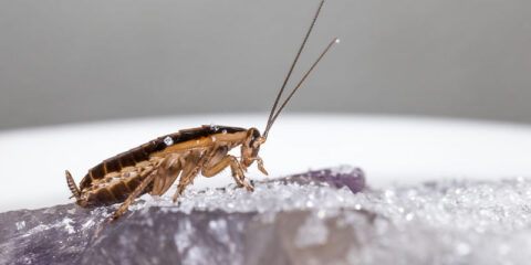 What You Really Should Know About German Roaches - Trad's Pest Control