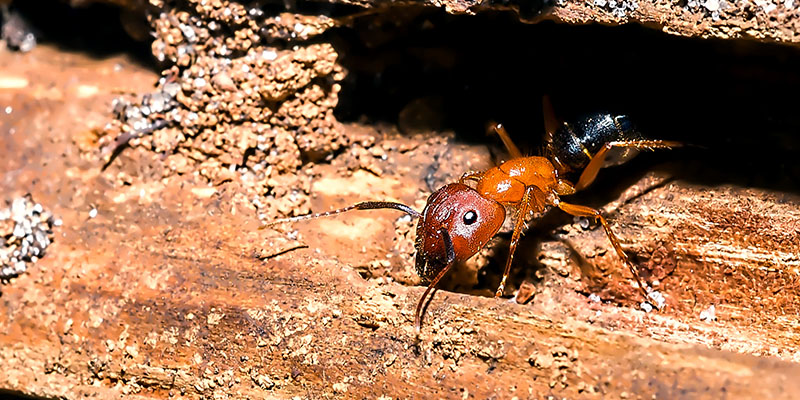 What Homeowners Need to Know about Ant Control