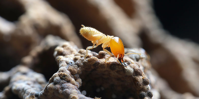 Do Termites Bite People?