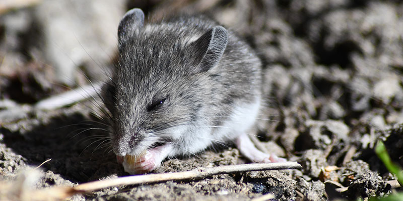 How to Get Rid of Mice in Your Jacksonville Home