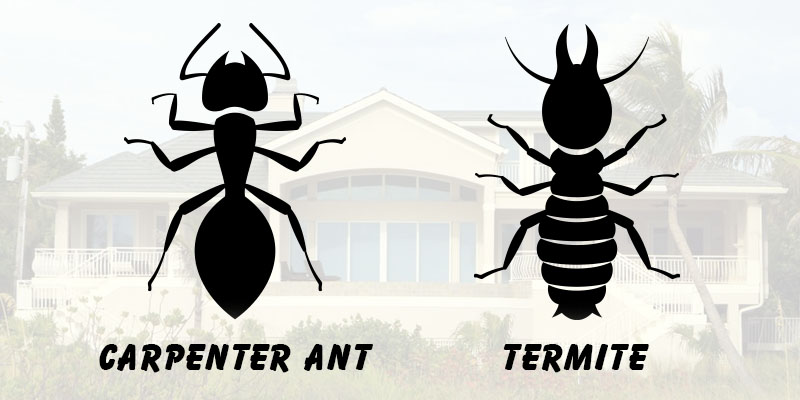 Can Carpenter Ants Be Mistaken for Termites?