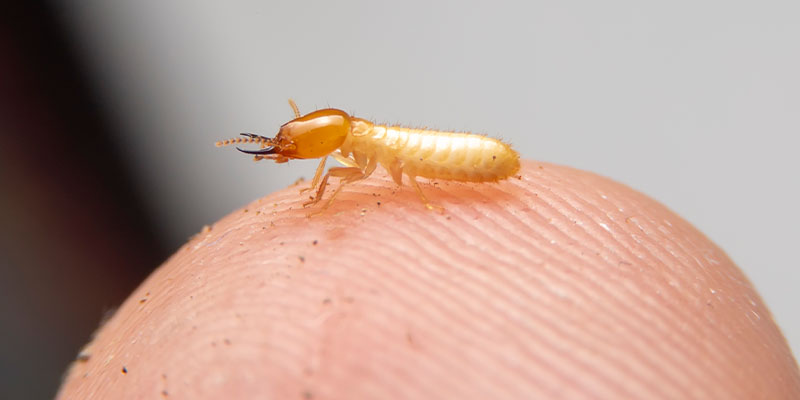 Can Termites Bite? Fact vs. Fiction